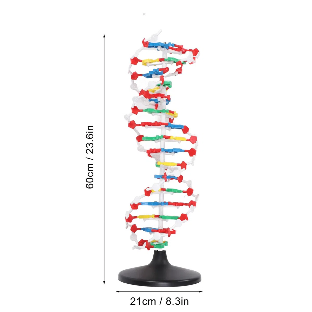 Pädagogisches DNA-Doppelhelix-Strukturmodell für den Biologieunterricht. Präzises, detailliertes Demonstrationswerkzeug für den naturwissenschaftlichen Unterricht