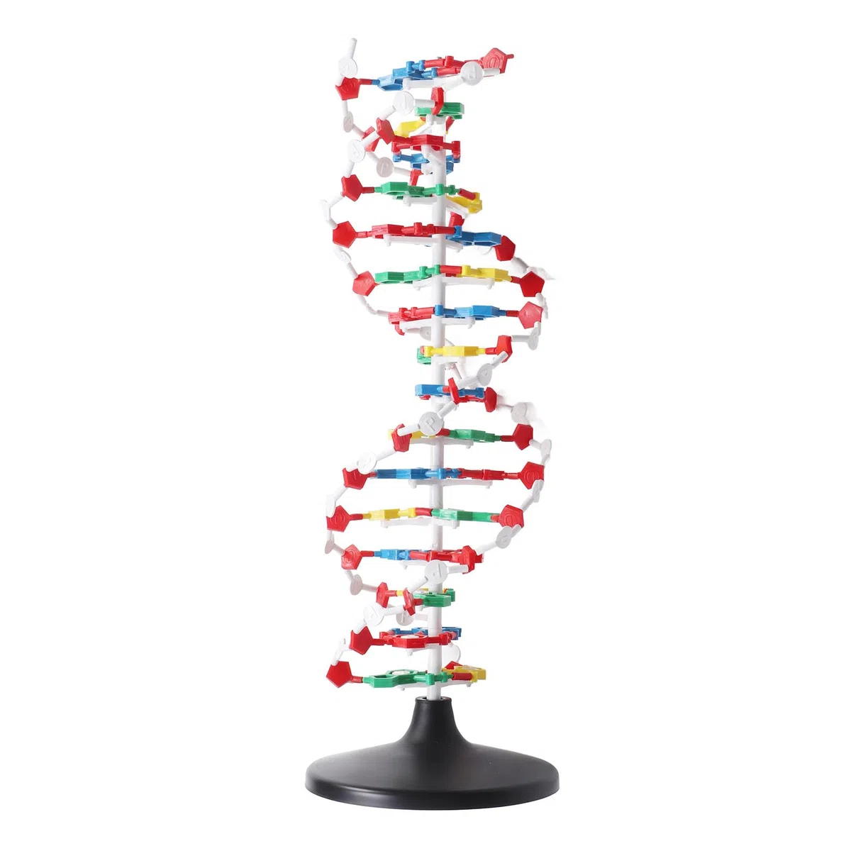 Pädagogisches DNA-Doppelhelix-Strukturmodell für den Biologieunterricht. Präzises, detailliertes Demonstrationswerkzeug für den naturwissenschaftlichen Unterricht