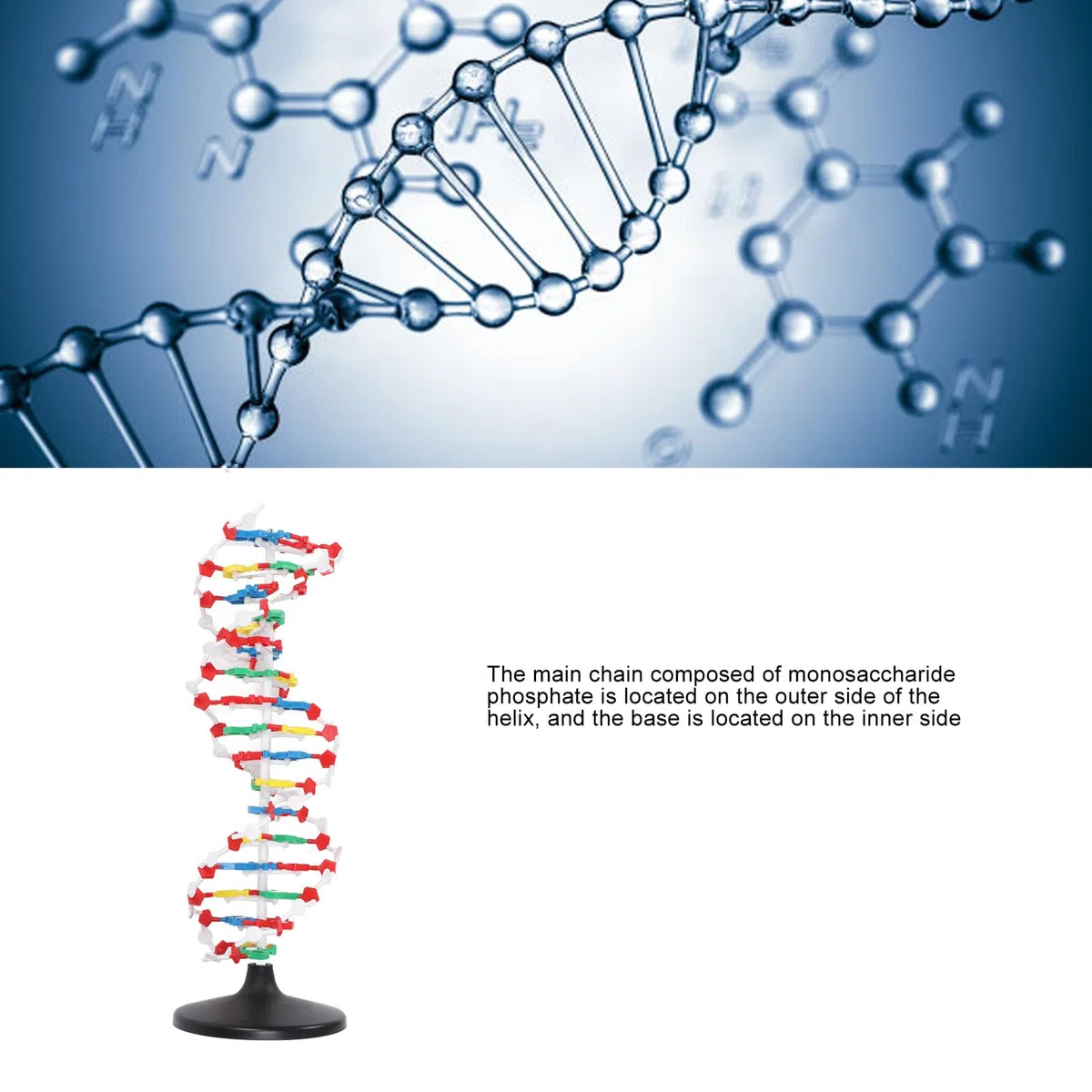 Pädagogisches DNA-Doppelhelix-Strukturmodell für den Biologieunterricht. Präzises, detailliertes Demonstrationswerkzeug für den naturwissenschaftlichen Unterricht