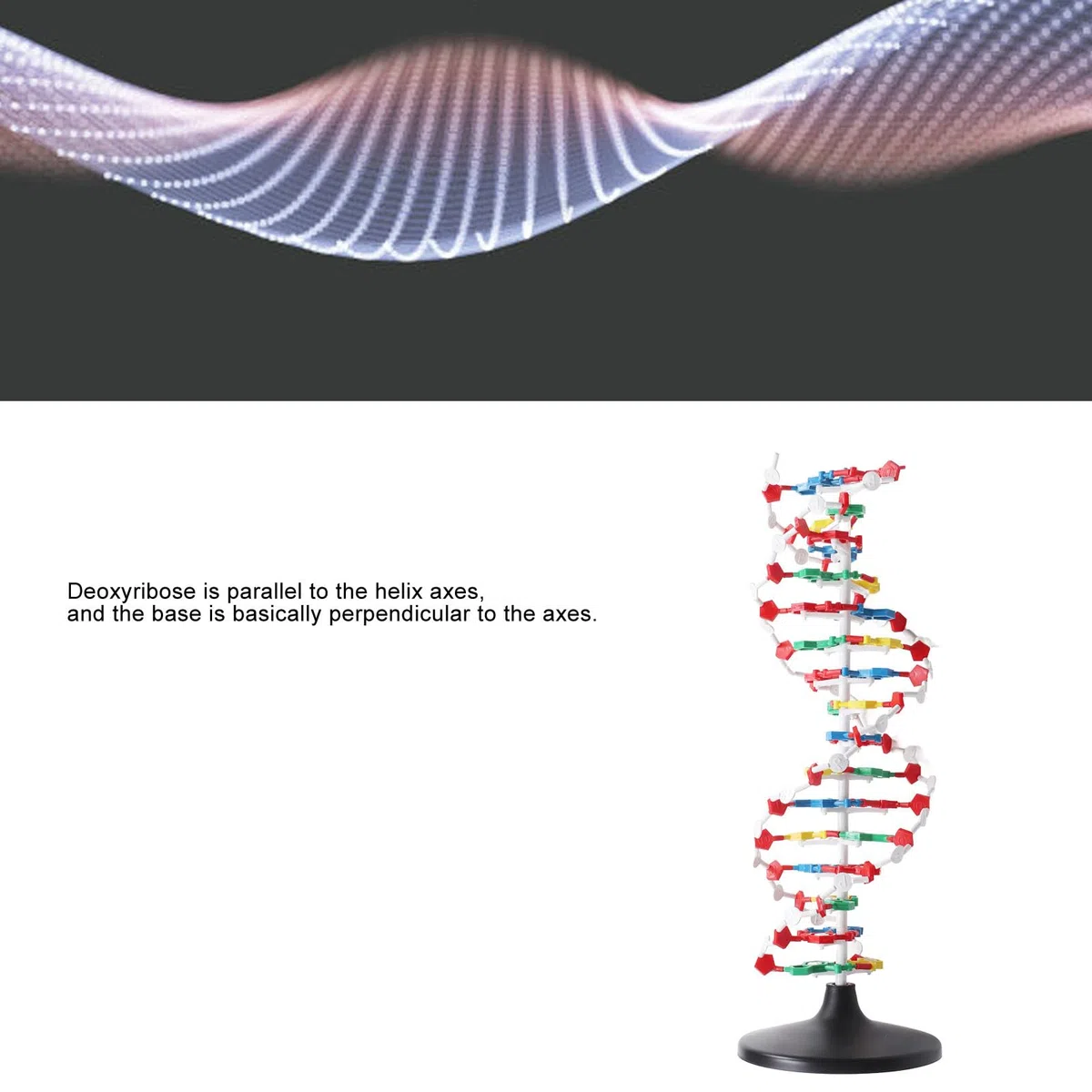 Pädagogisches DNA-Doppelhelix-Strukturmodell für den Biologieunterricht. Präzises, detailliertes Demonstrationswerkzeug für den naturwissenschaftlichen Unterricht