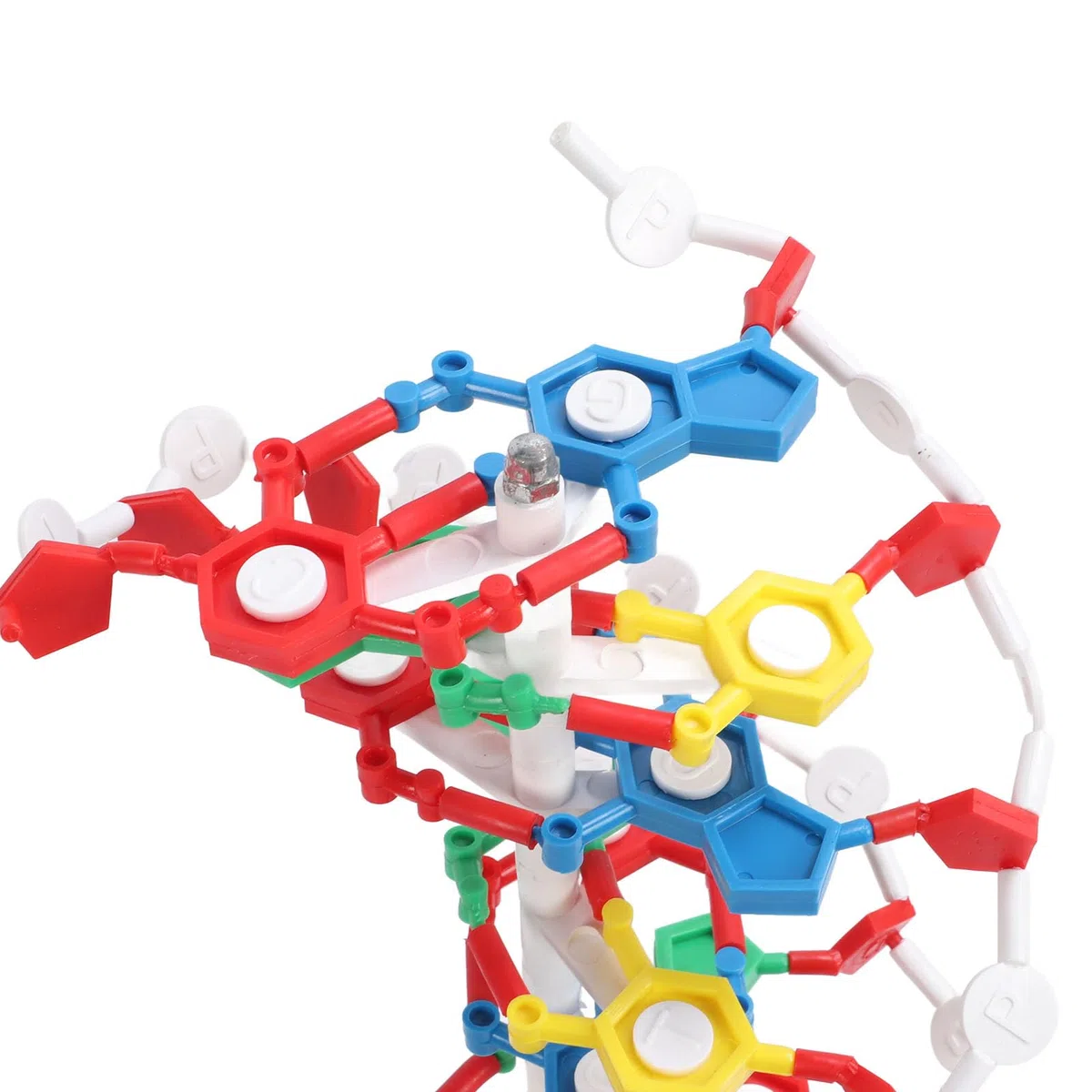 Pädagogisches DNA-Doppelhelix-Strukturmodell für den Biologieunterricht. Präzises, detailliertes Demonstrationswerkzeug für den naturwissenschaftlichen Unterricht